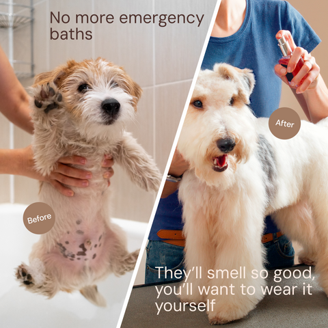 Sunny & Honey Dog Furfume: Dog Deodorizing Spray for Sensitive Skin (2-Pack)