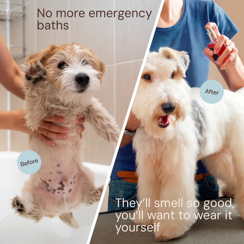Sunny & Honey Dog Furfume: Dog Deodorizing Spray for Sensitive Skin (2-Pack)