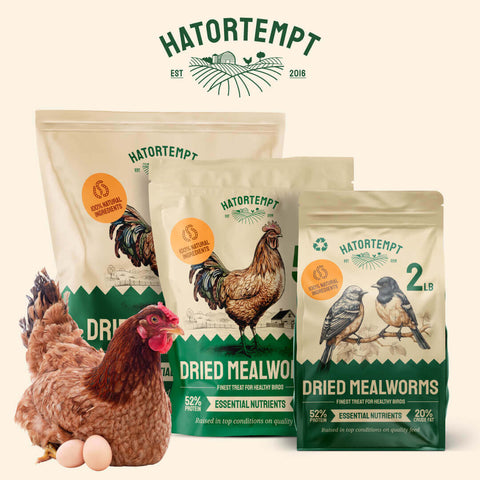 Hatortempt dried mealworm packages with a chicken and eggs on a beige background