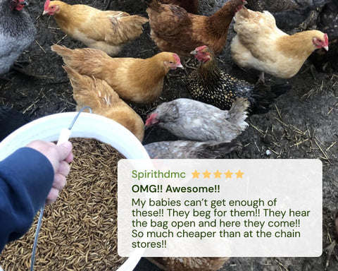 Hens gathered around a person holding a white container filled with Hatortempt's mealworms.