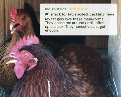 Two chickens with a text overlay about mealyworms as a snack for chickens.