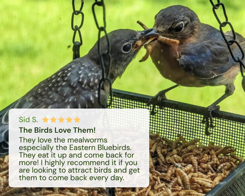 Two birds interacting with mealworms on a bird feeder, with a five-star rating text overlay.