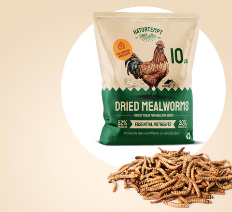 Dried Mealworms