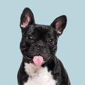 Black and white dog with a pink tongue on a light blue background