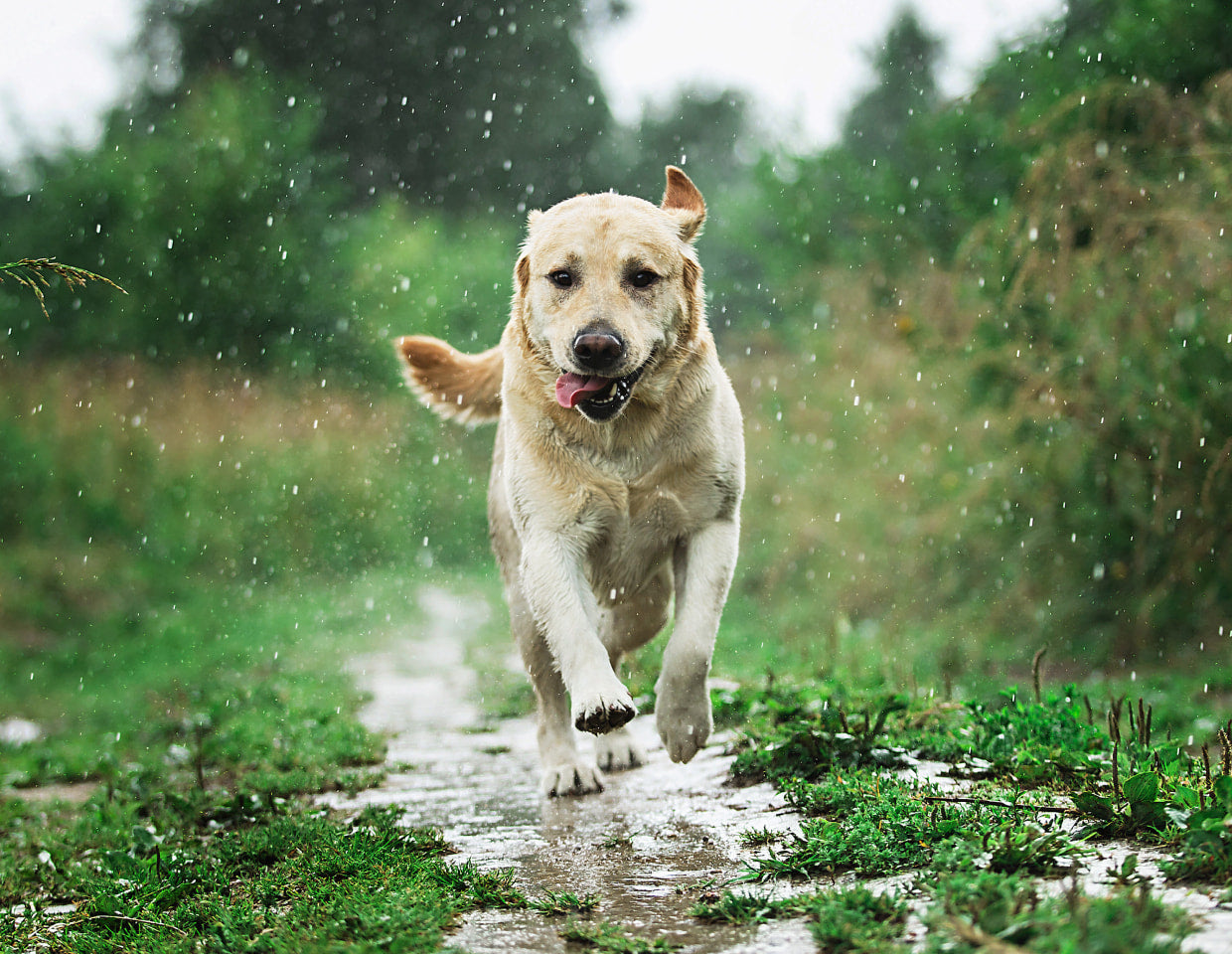 Dog running on a wet path in a forest during rain