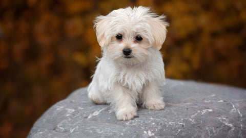 A cute, scruffy dog with matted fur.