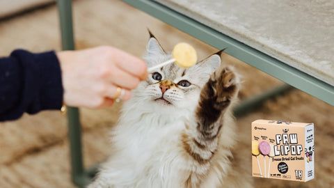 A cat eagerly looking forward to its MalsiPree Pawlipop treats for cats.