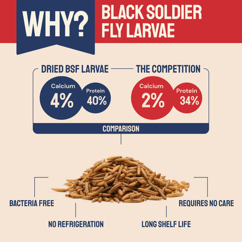 Dried Black Soldier Fly Larvae Chickens