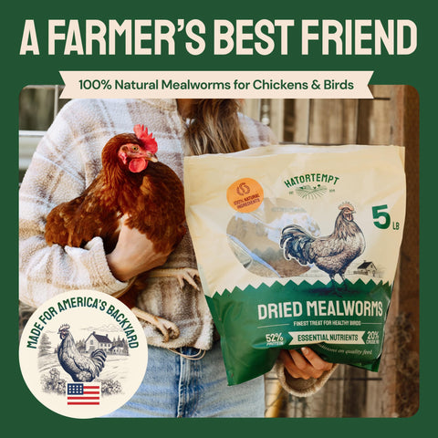 Hatortempt Organic Dried Mealworms For Chickens 80lb Bulk Bundle