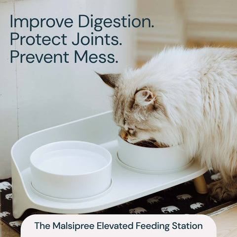 Pet Feeder Station With Bowls