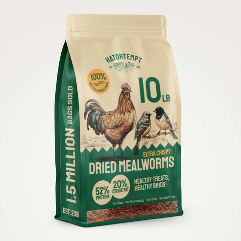 Organic Dried Mealworms For Chickens