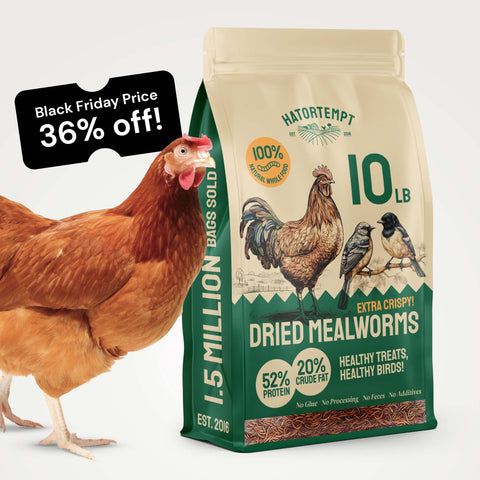 Organic Dried Mealworms For Chickens