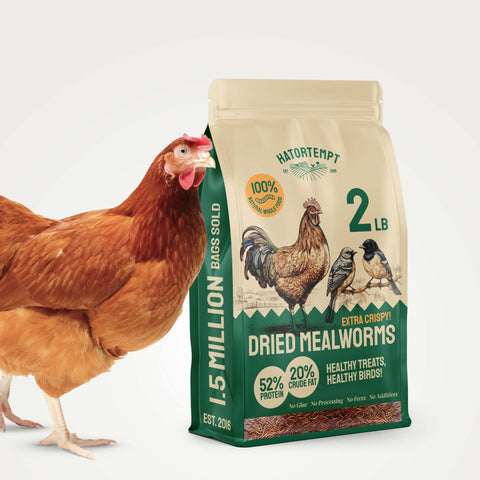 Organic Dried Mealworms For Chickens