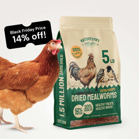 Organic Dried Mealworms For Chickens