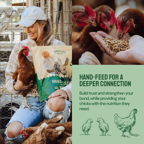 Dried Mealworms For Chickens & Birds