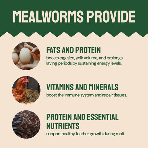 Dried Mealworms For Chickens & Birds