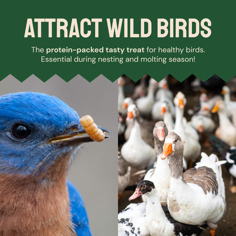 Dried Mealworms For Chickens & Birds