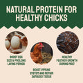 Dried Mealworms For Chickens & Birds