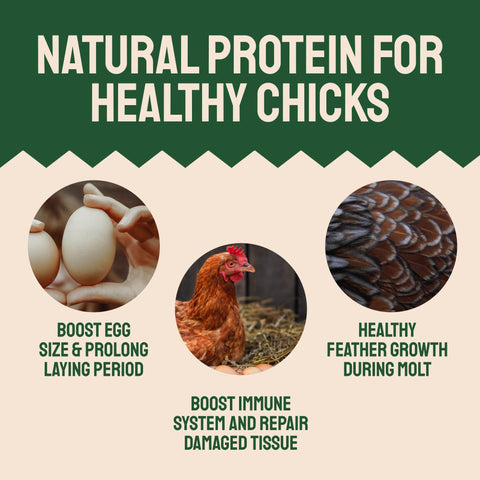 Dried Mealworms For Chickens & Birds