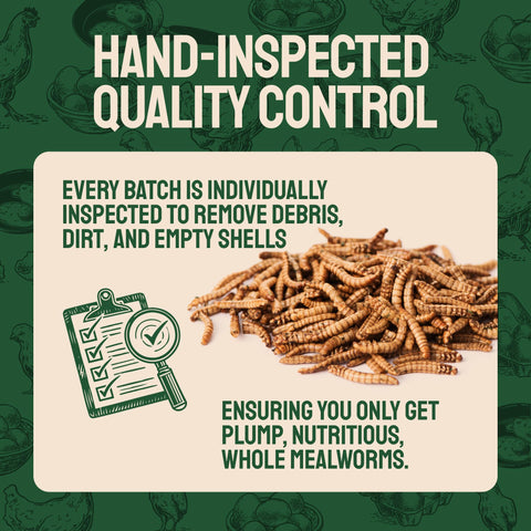 Dried Mealworms For Chickens & Birds