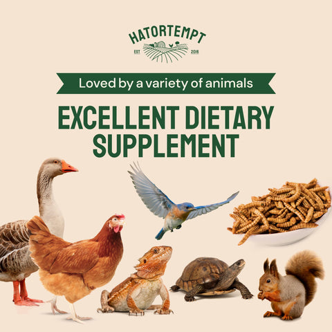 Dried Mealworms For Chickens & Birds