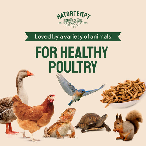 Dried Mealworms For Chickens & Birds