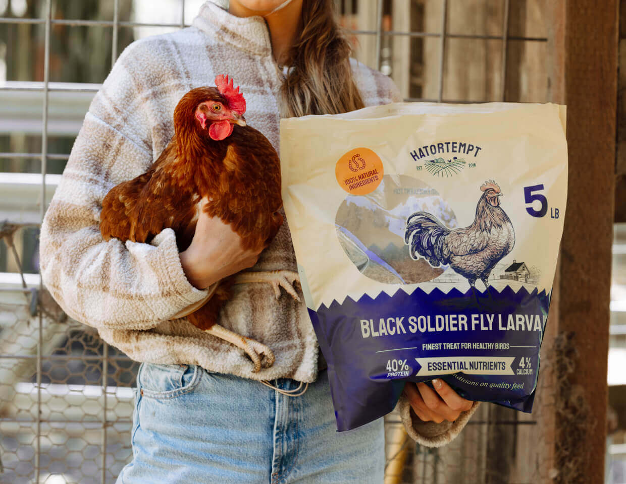 Person holding a chicken and a bag of Hatortempt's Black Soldier Fly Larvae in one hand and a chicken in the other.
