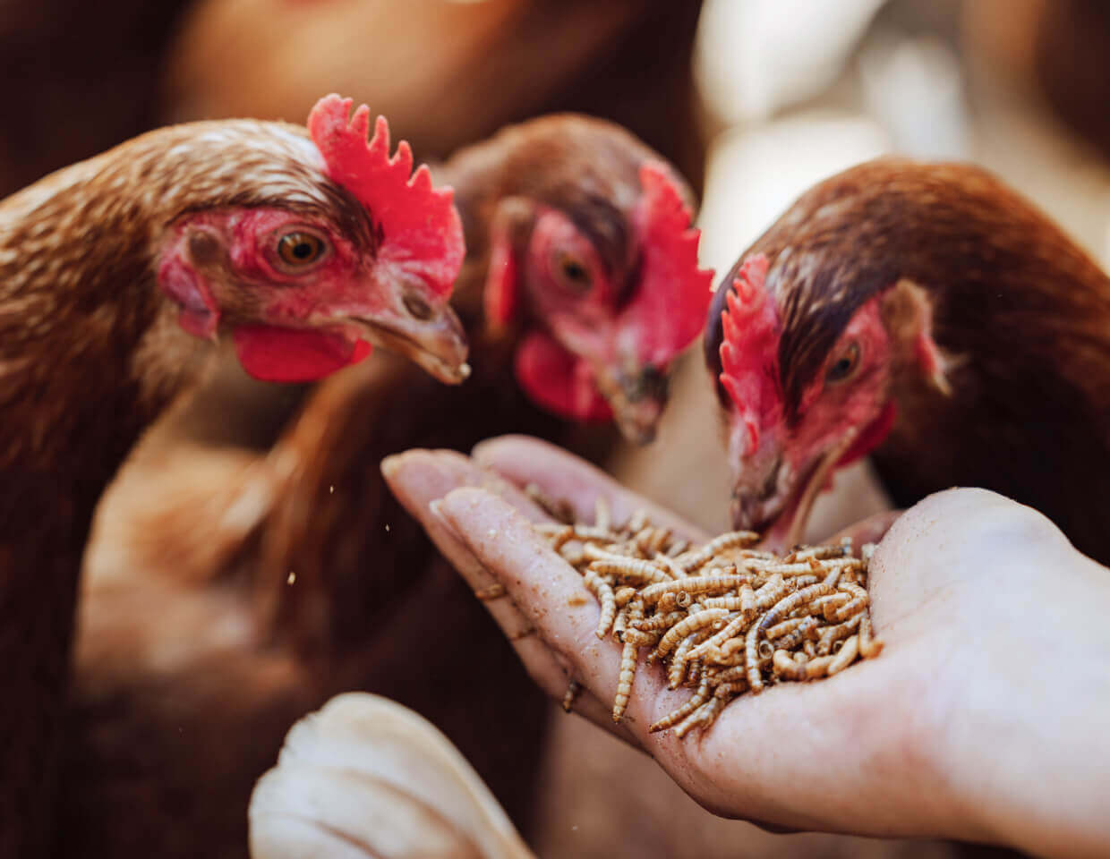 Three chickens pecking at Hatortempt's dried black soldier fly larvae from a person's hand