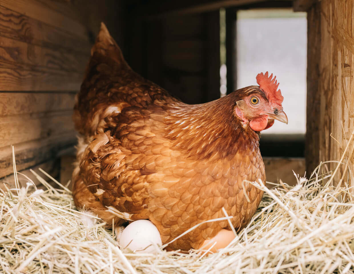 Brown chicken sitting on a nest of hay inside a wooden coop.
