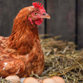 Brown chicken with a red comb sitting on eggs in a nest of straw.
