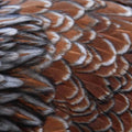 Close-up of brown and gray feathers