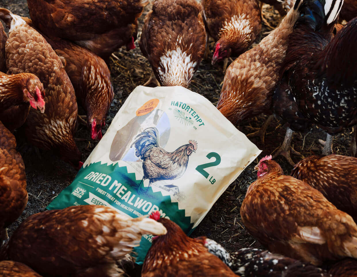 Bag of Hatortempt's dried mealworms surrounded by chickens on a farm