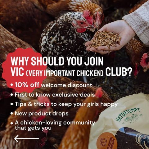 Hand-feeding chickens mealsworms and a text highlighting the benefits of joining the VIC or Very Important Chicken Club, with 10% off on the first order.