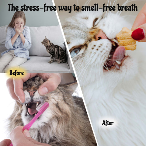 MalsiPree Cat Dental Stars: Freeze-Dried Treats for Bad Breath (4-Pack)