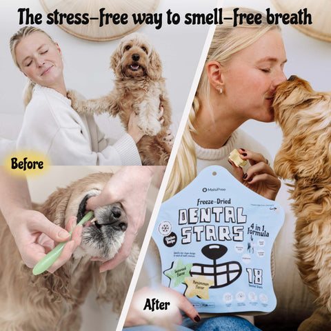 MalsiPree Dog Dental Stars: Freeze-Dried Treats for Bad Breath (4-Pack)