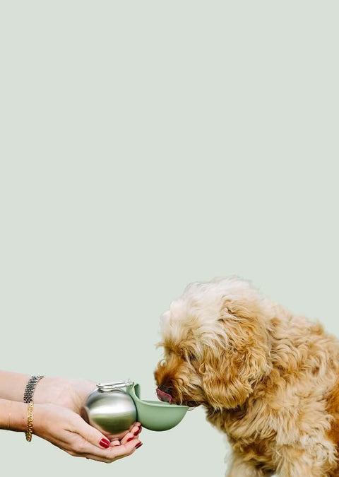 Dog drinking from a small green MalsiPree pet water bottle with bowl held by a person against a light green background