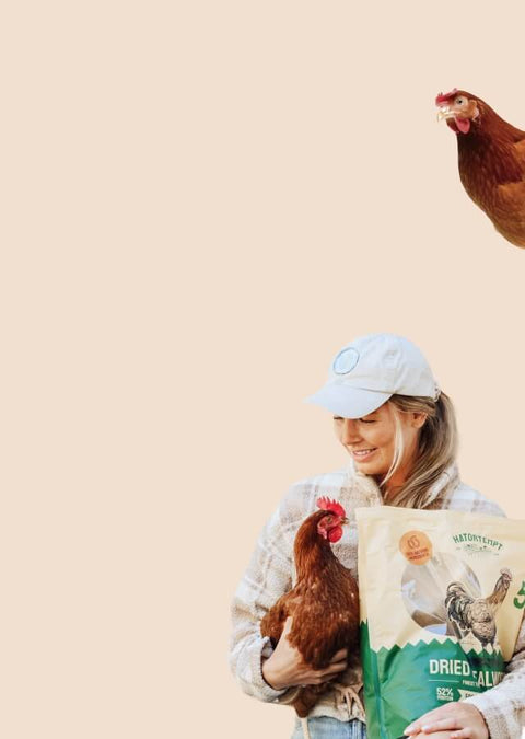 Person holding a bag of Hatottempt's dried mealworms for chickens, with two chickens on a beige background