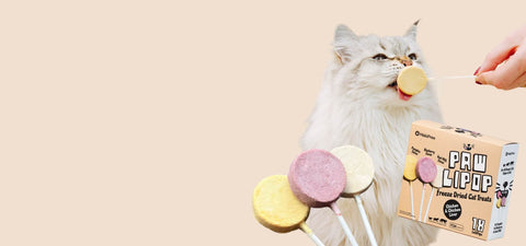 Cat playing with MalsiPree Pawlipops on a beige background