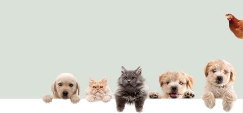 Five puppies and a kitten peering over a white surface with a light green background