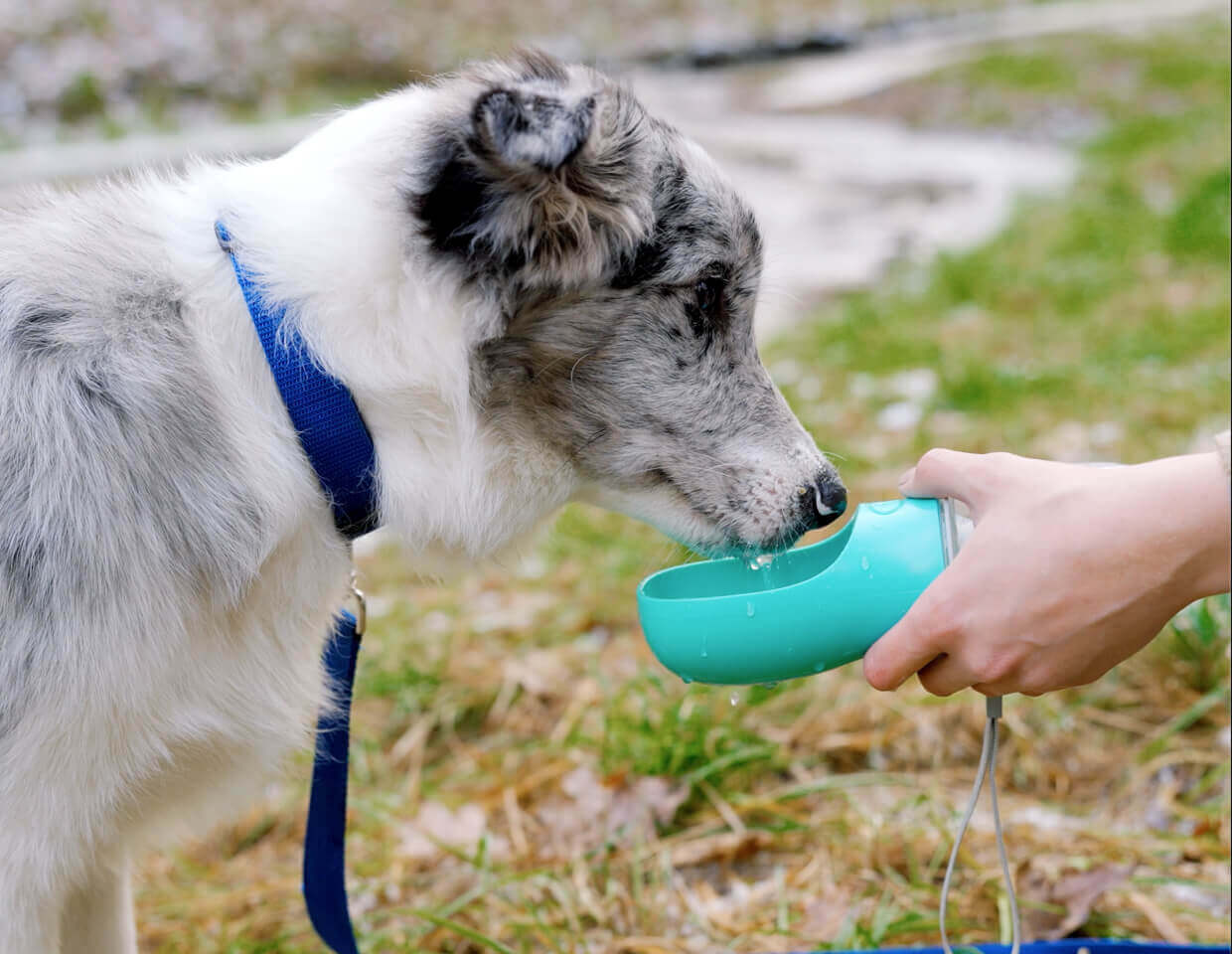 Dog drinking water from the attached bowl cap head of MalsiPree's pet water bottle, held by a person outdoors.