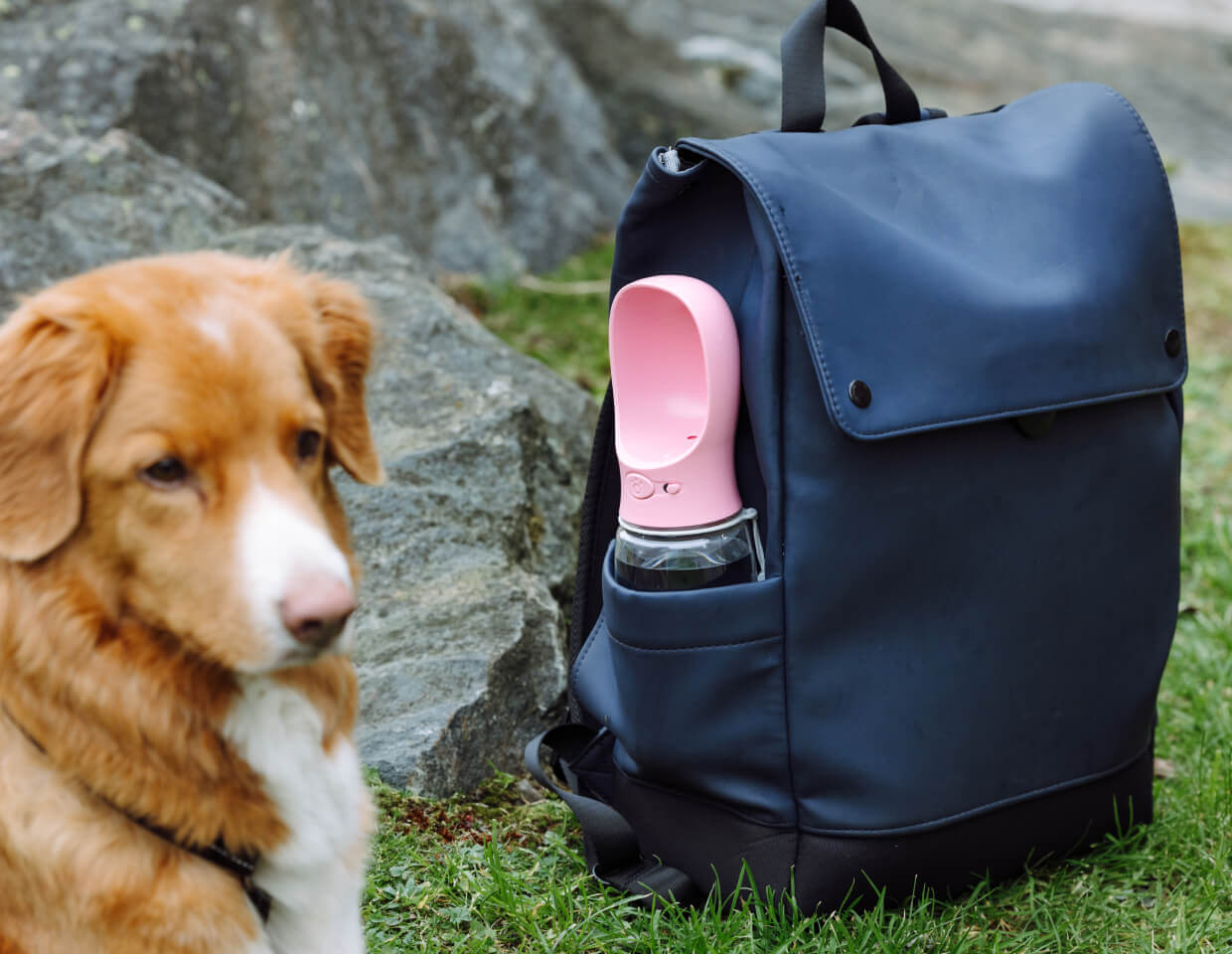 Dog next to a blue backpack with a pink MalsiPree pet water bottle with attached bowl, on grass.