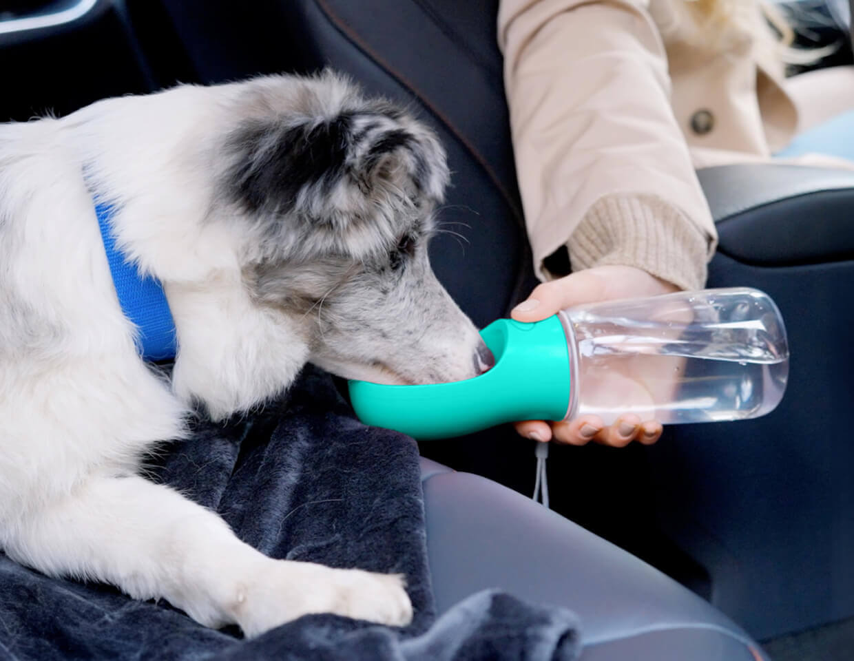 Dog drinking from MalsiPree's turquoise pet water bottle with attached bowl, held by a person in a car.